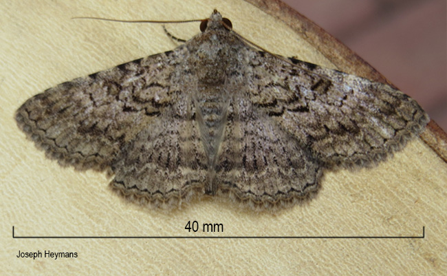 Beriodesma setifera
